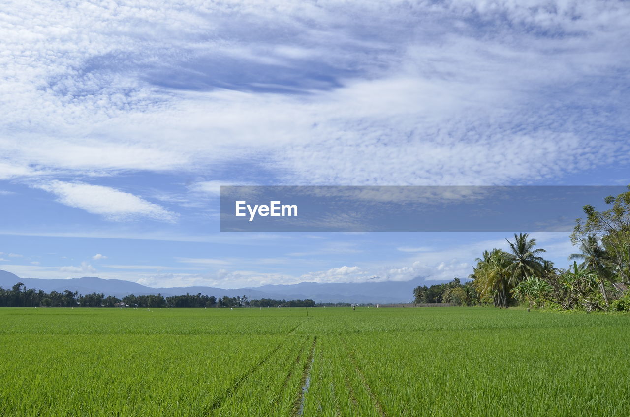 sky, landscape, plant, environment, field, land, grassland, rural scene, agriculture, cloud, plain, horizon, grass, crop, scenics - nature, nature, growth, beauty in nature, meadow, green, pasture, paddy field, prairie, tree, farm, tranquility, cereal plant, no people, food and drink, rural area, tranquil scene, food, outdoors, day, rice, hill, rice paddy, natural environment, blue, rice - food staple