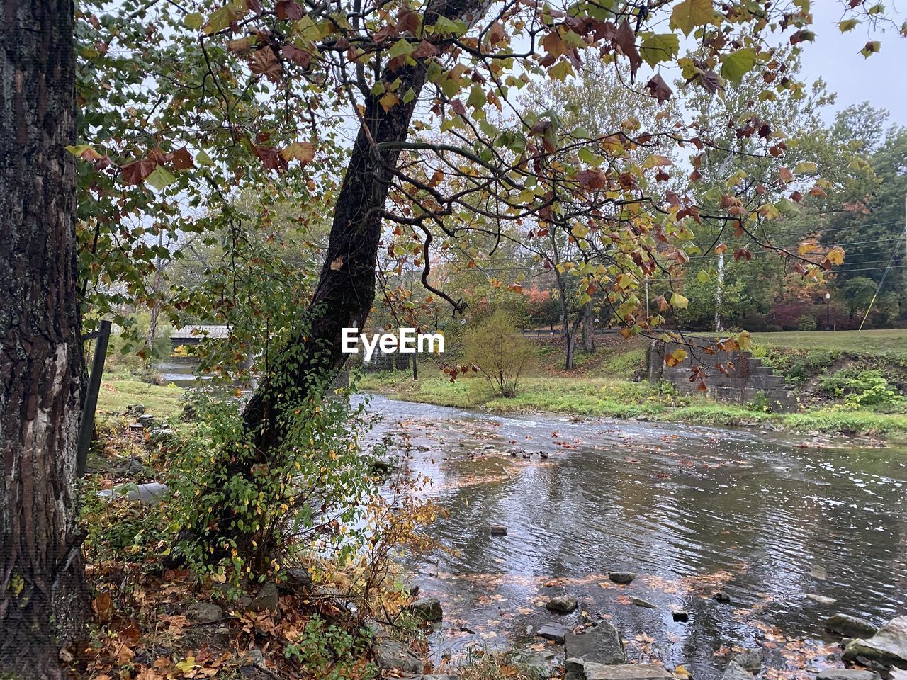 TREES AND PLANTS GROWING IN RIVER