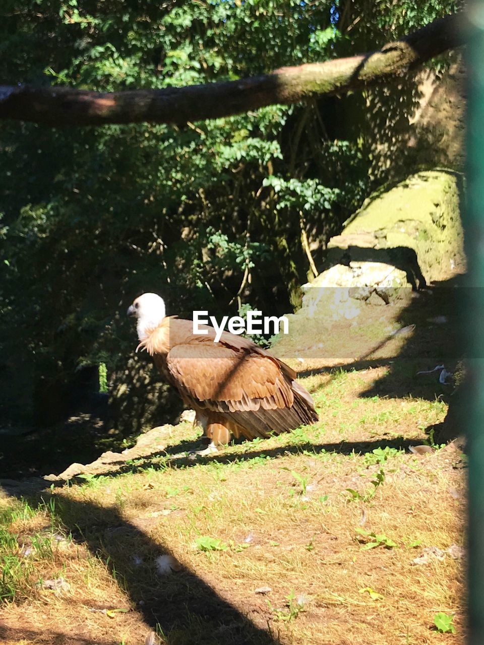 VIEW OF BIRD ON GROUND