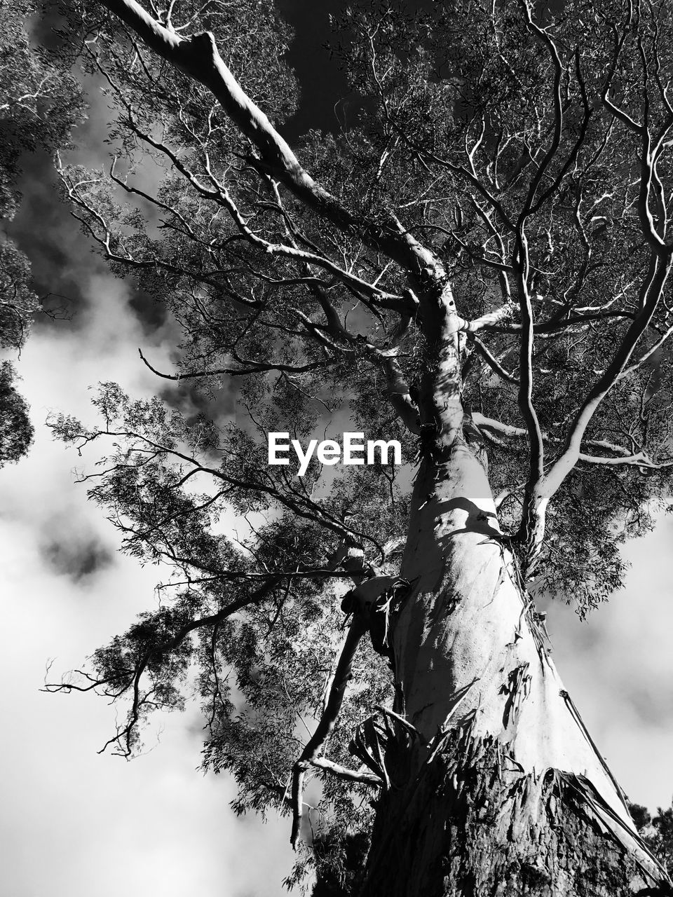 Low angle view of tree against sky