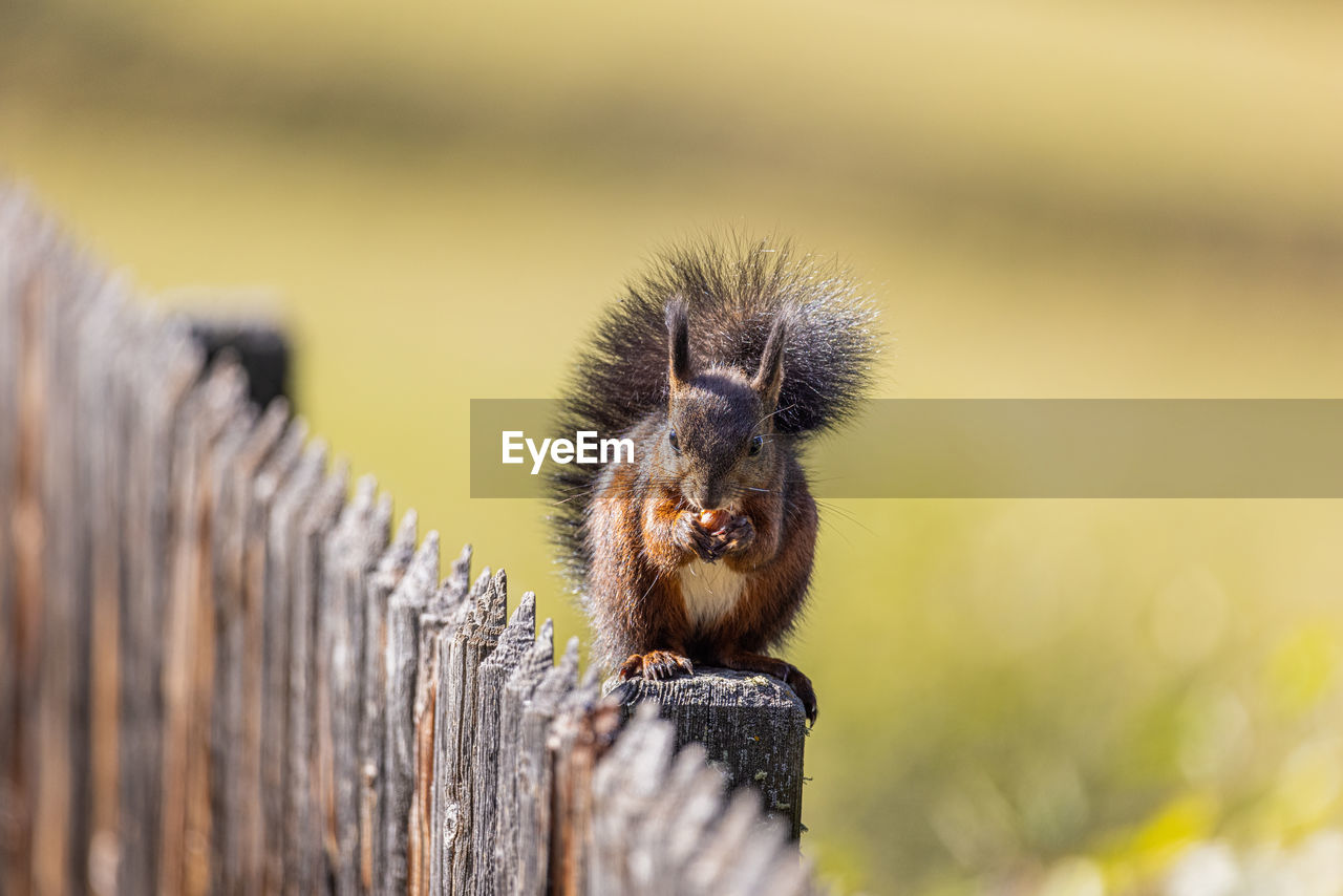 CLOSE-UP OF SQUIRREL ON A FENCE