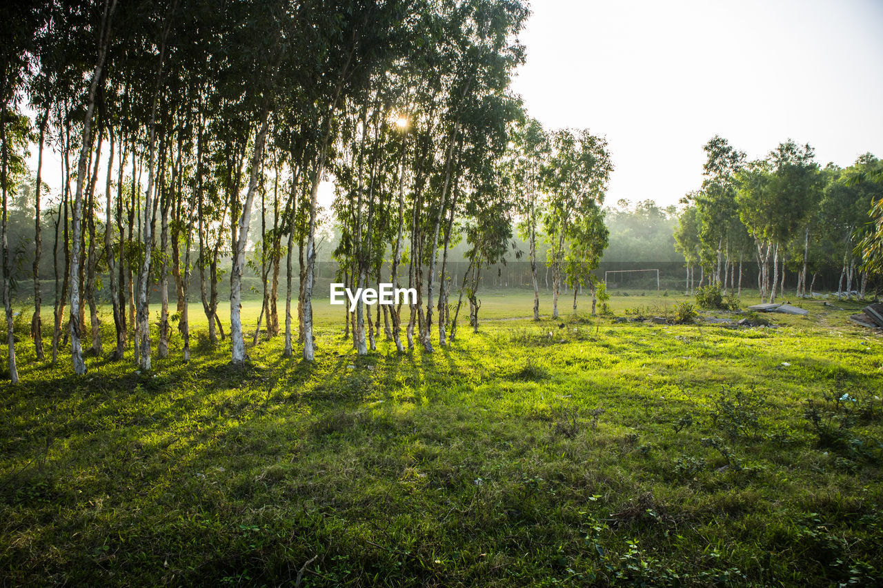 Trees on landscape against sky