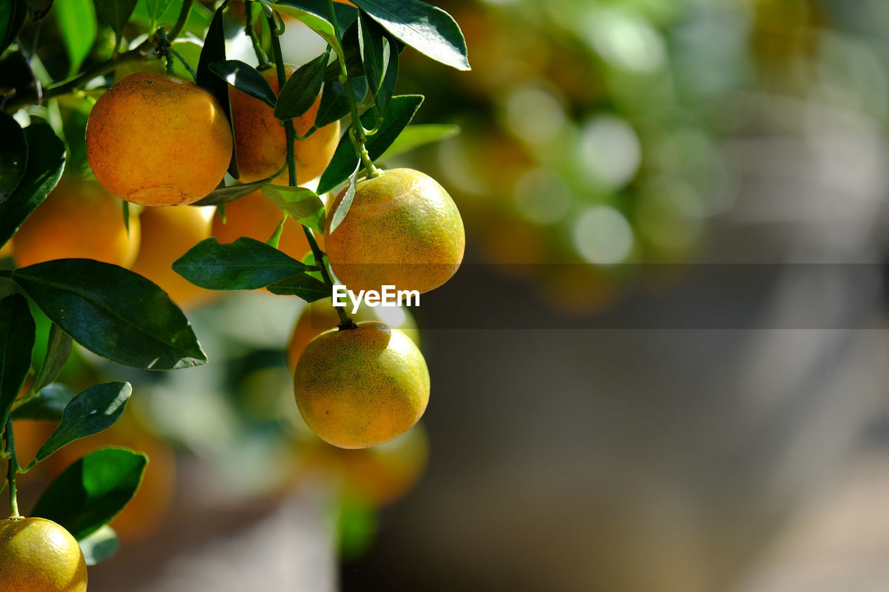 CLOSE-UP OF ORANGES GROWING ON TREE