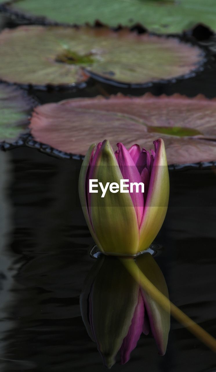 Close-up of pink lotus water lily