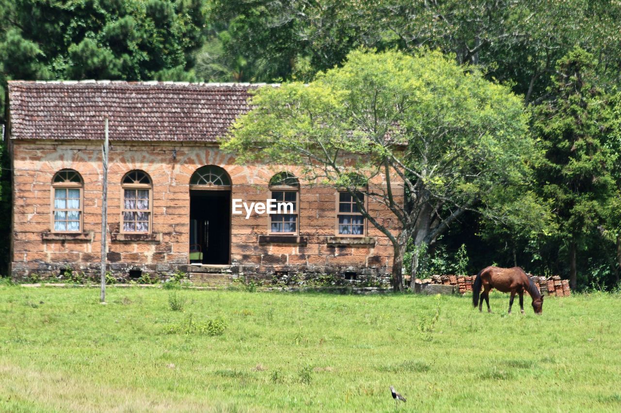 VIEW OF A HORSE IN A GARDEN