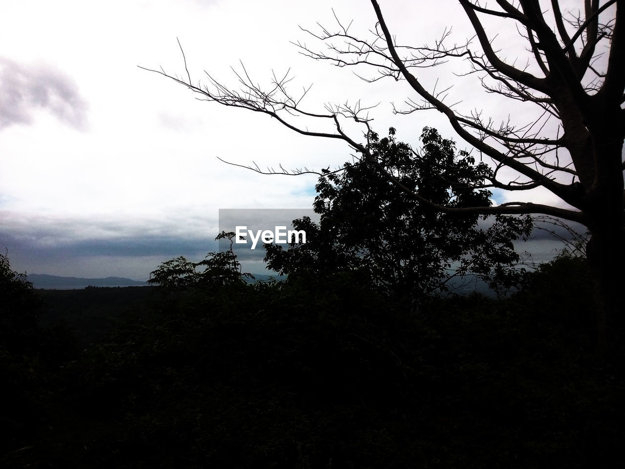 SILHOUETTE BIRD ON TREE AGAINST SKY