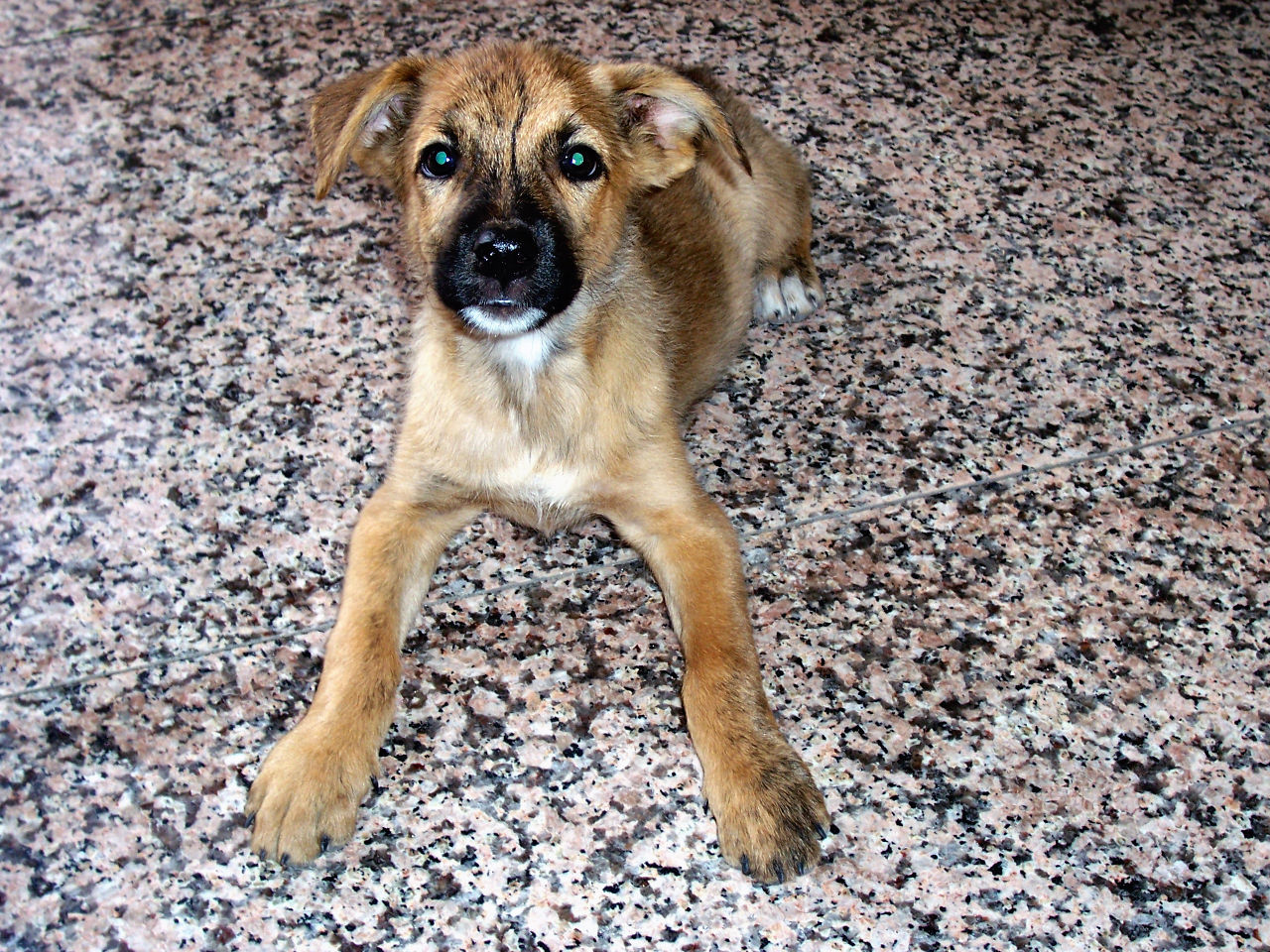 CLOSE-UP PORTRAIT OF DOG ON COBBLESTONE