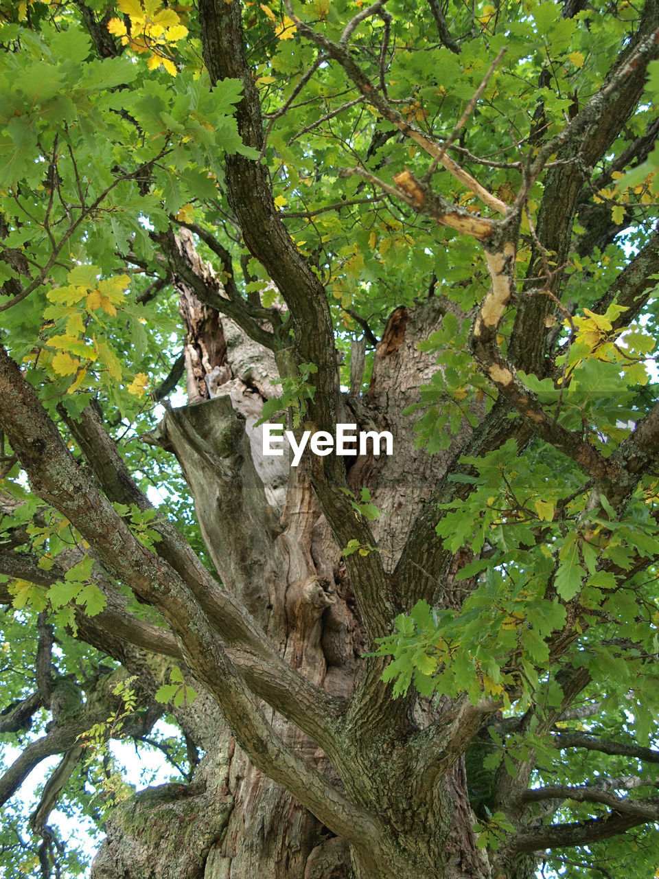 LOW ANGLE VIEW OF TREE