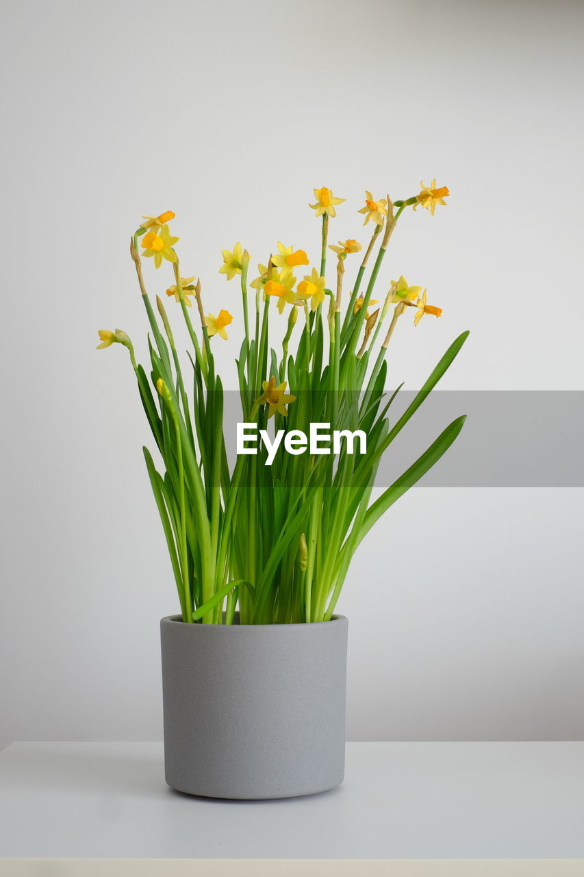 CLOSE-UP OF POTTED PLANT IN VASE