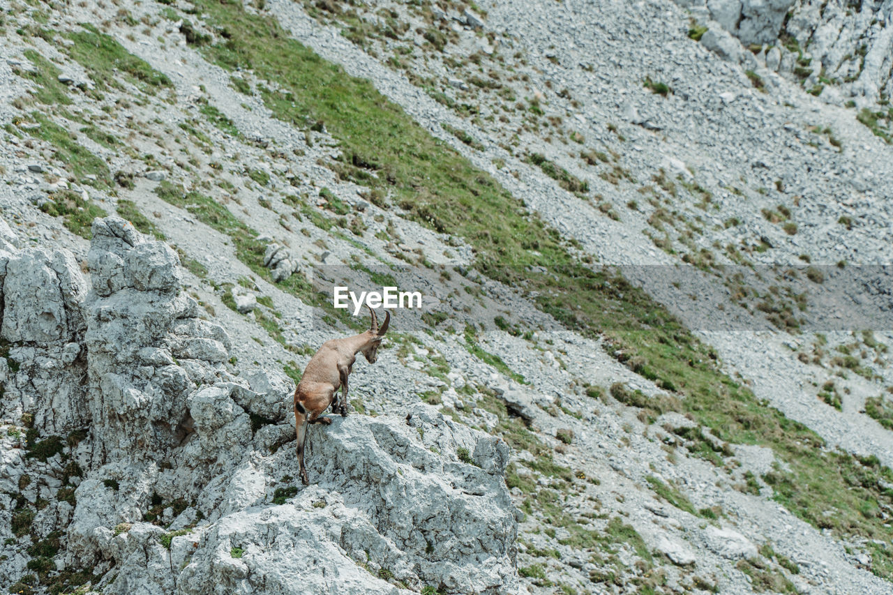 Capricorn in the austrian alps