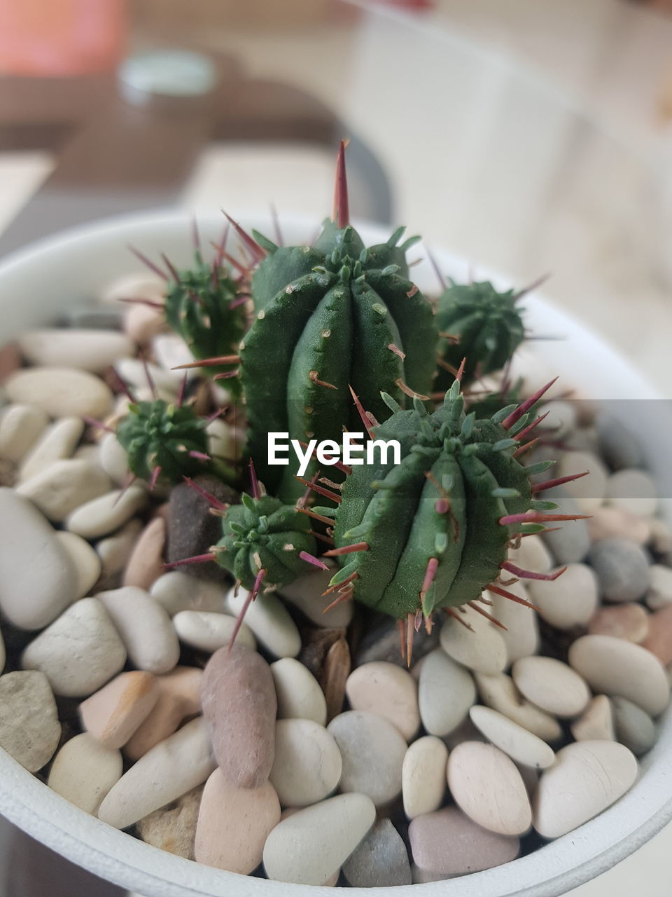 High angle view of succulent plant