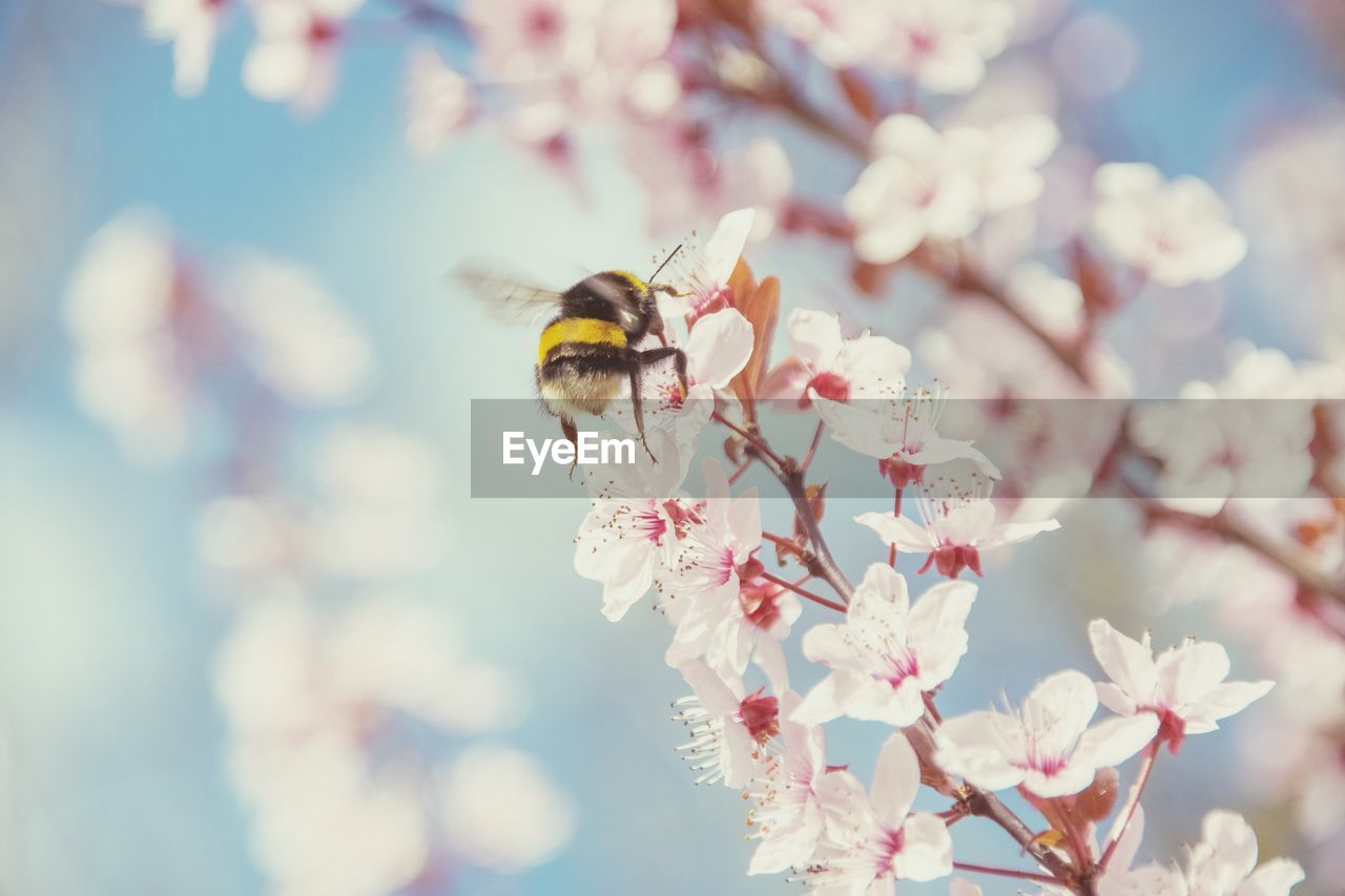 Close-up of bee pollinating on cherry blossom