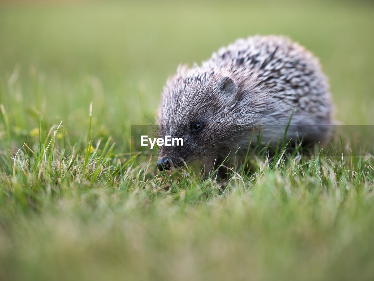 CLOSE-UP OF AN ANIMAL