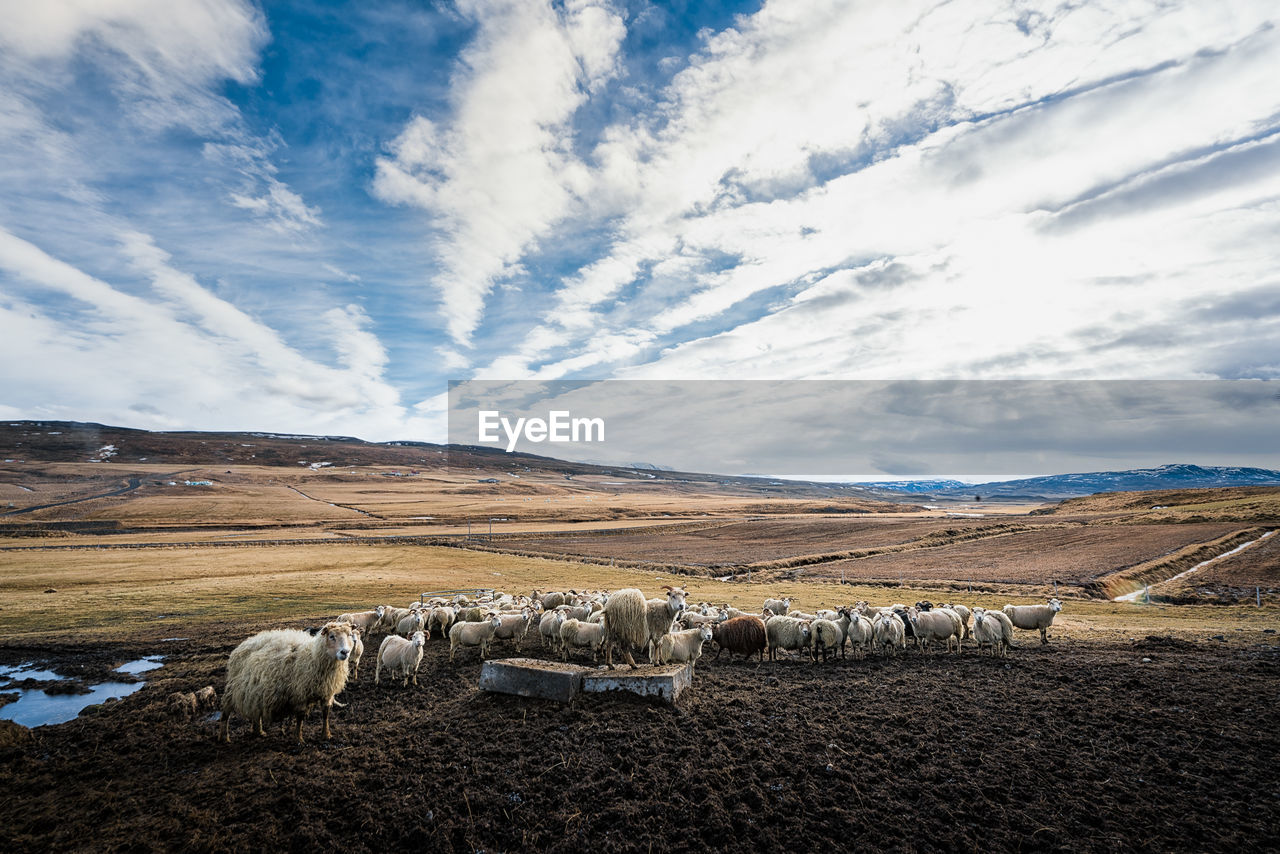 Scenic view of field against cloudy sky