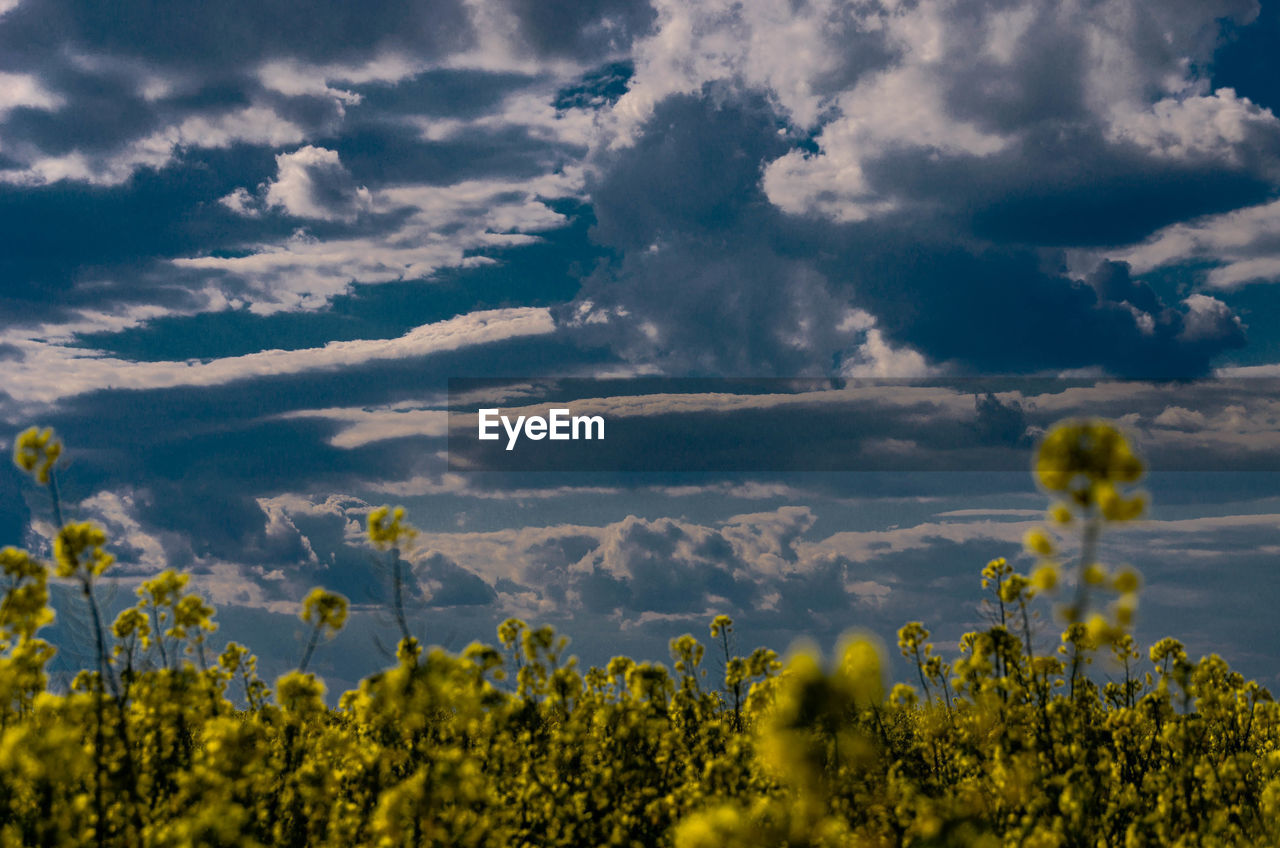 Scenic view of field against cloudy sky