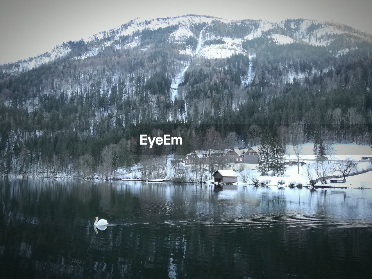 SWANS ON FROZEN LAKE AGAINST MOUNTAINS