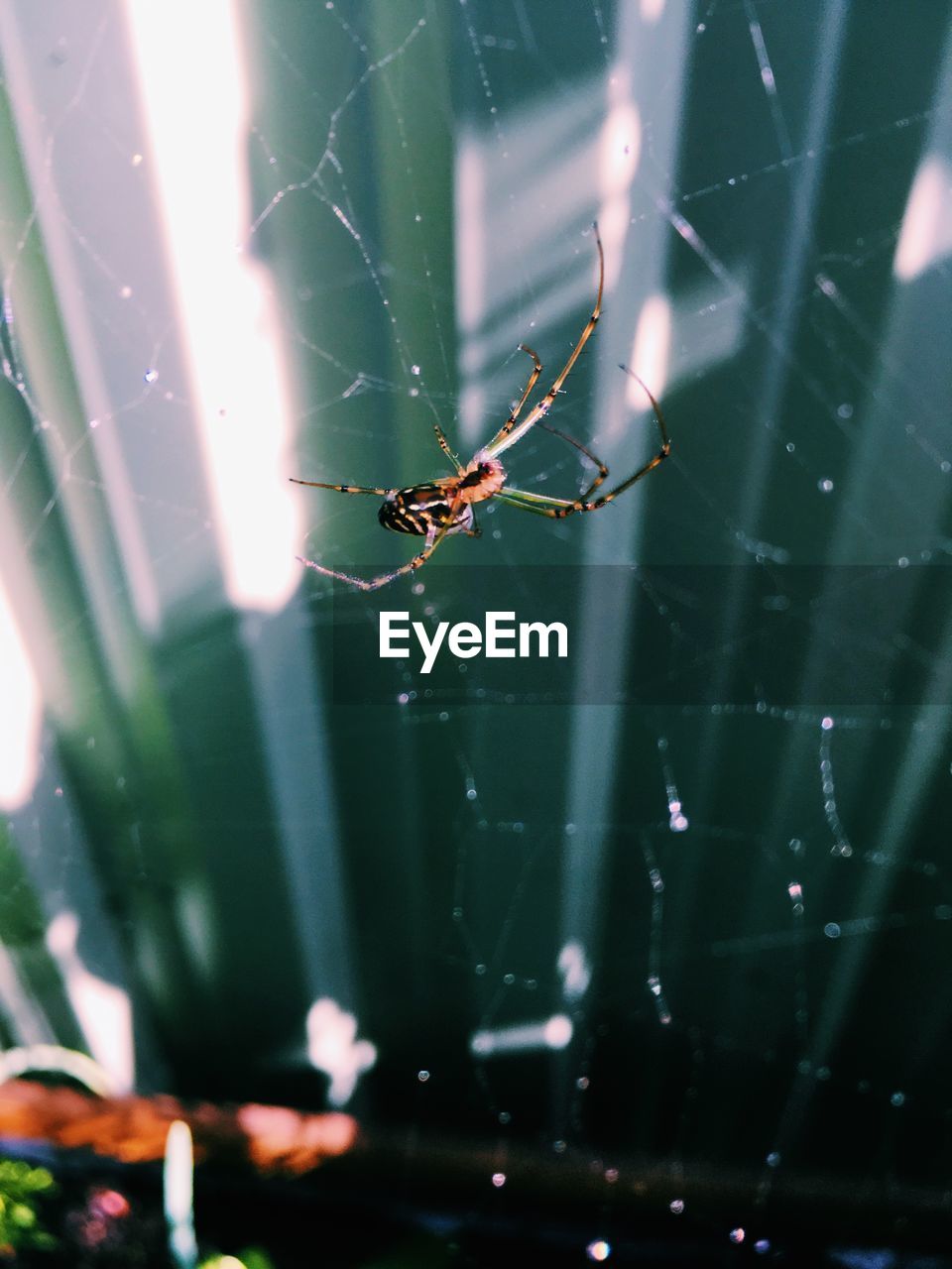 CLOSE-UP OF SPIDER ON WEB OUTDOORS