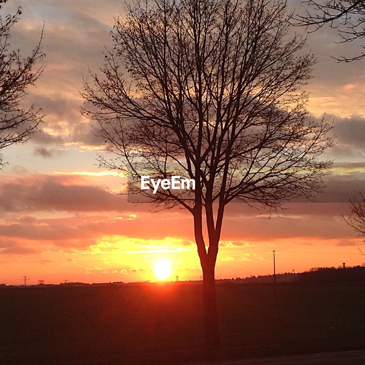 SILHOUETTE OF TREES AT SUNSET