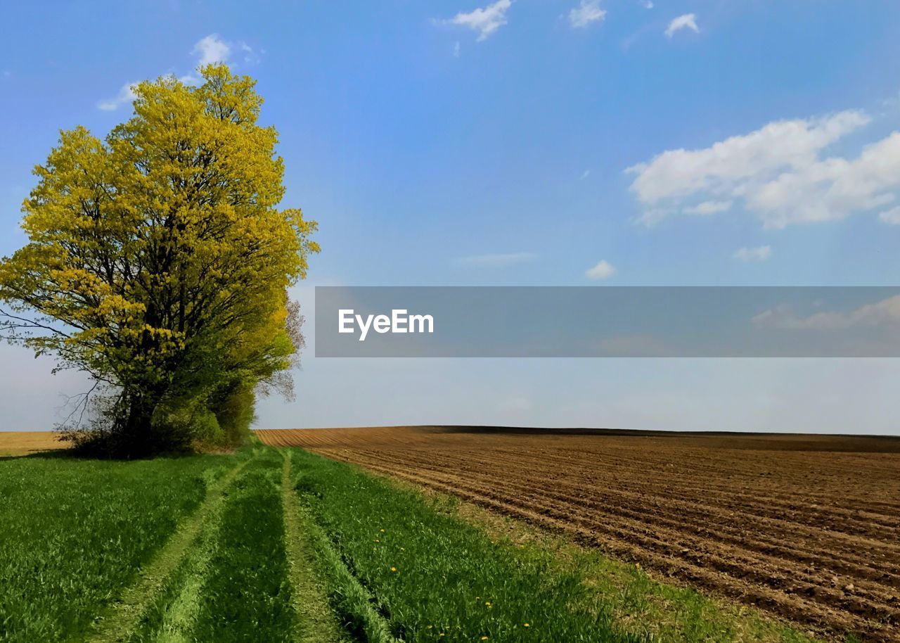 Scenic view of agricultural field against sky