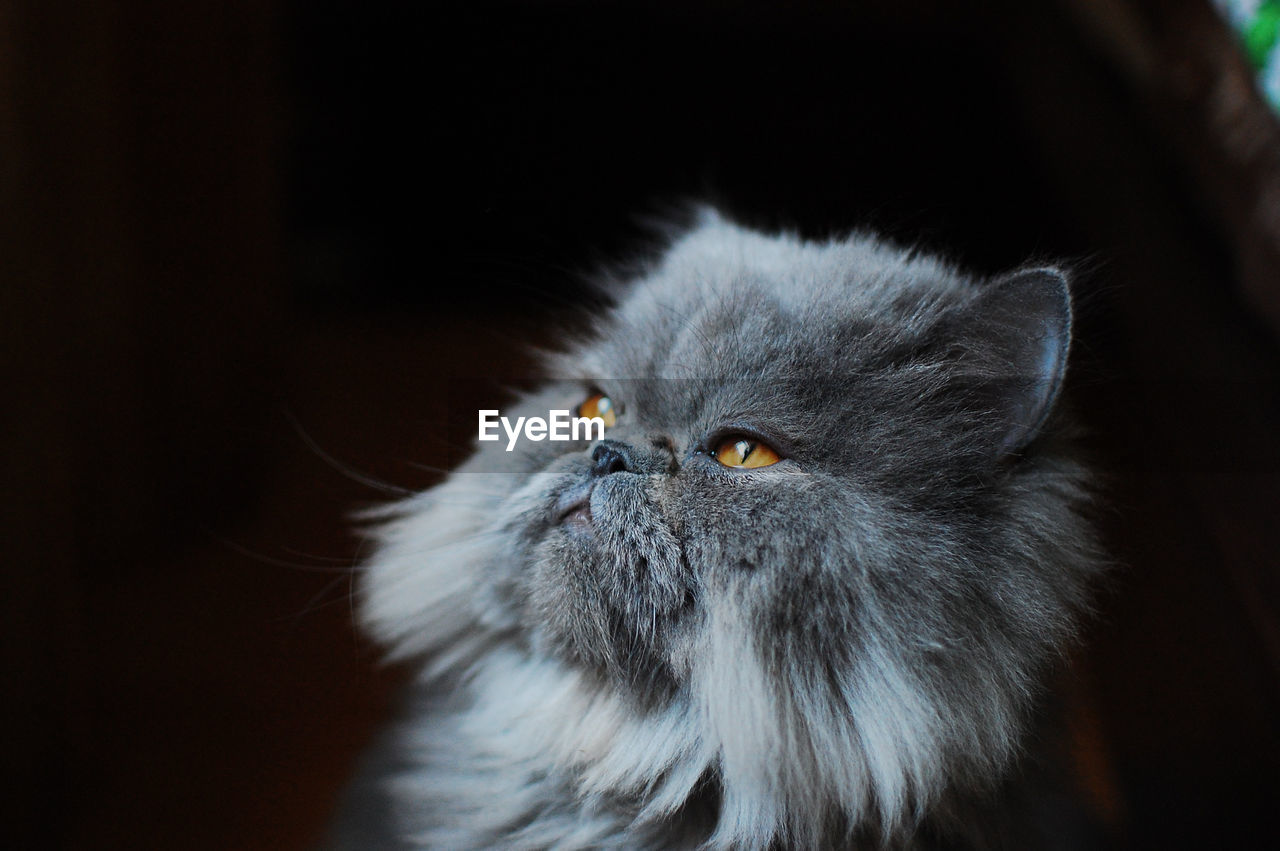 Close-up of gray persian cat 