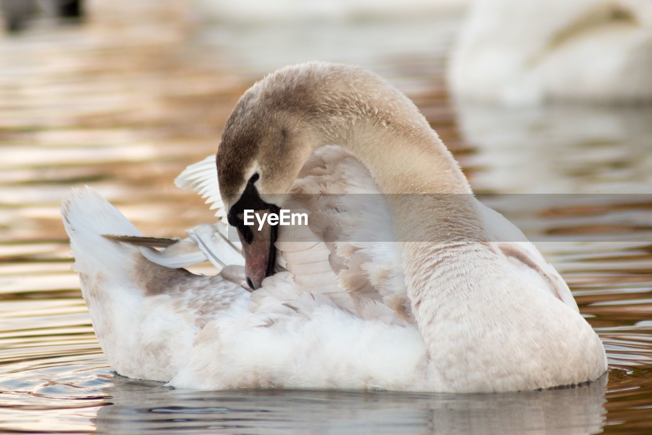 CLOSE-UP OF SWAN FLOATING ON LAKE