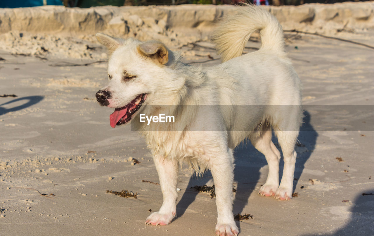 A white dog on a white beach