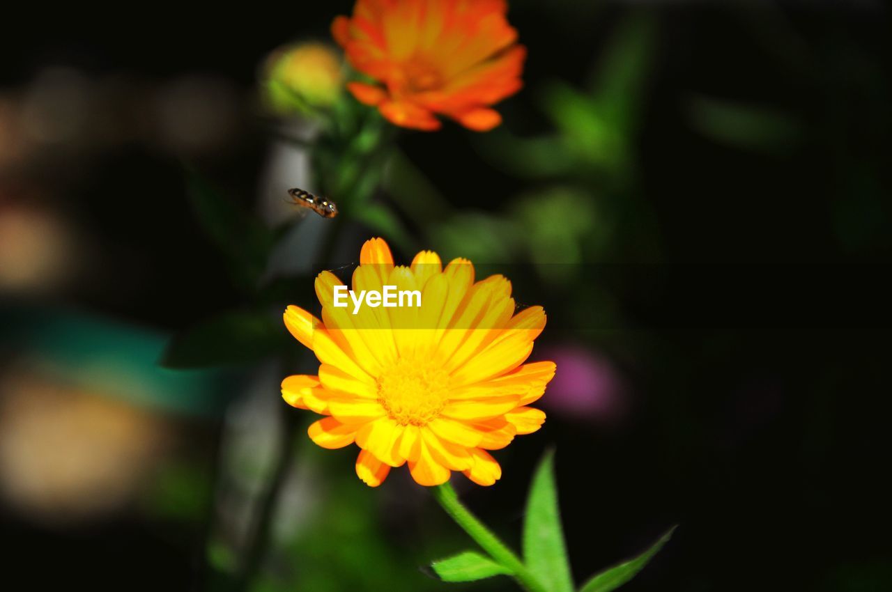 Close-up of honeybee reaching to flower