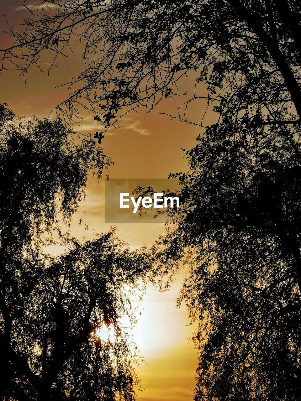 LOW ANGLE VIEW OF SILHOUETTE TREE AGAINST SKY