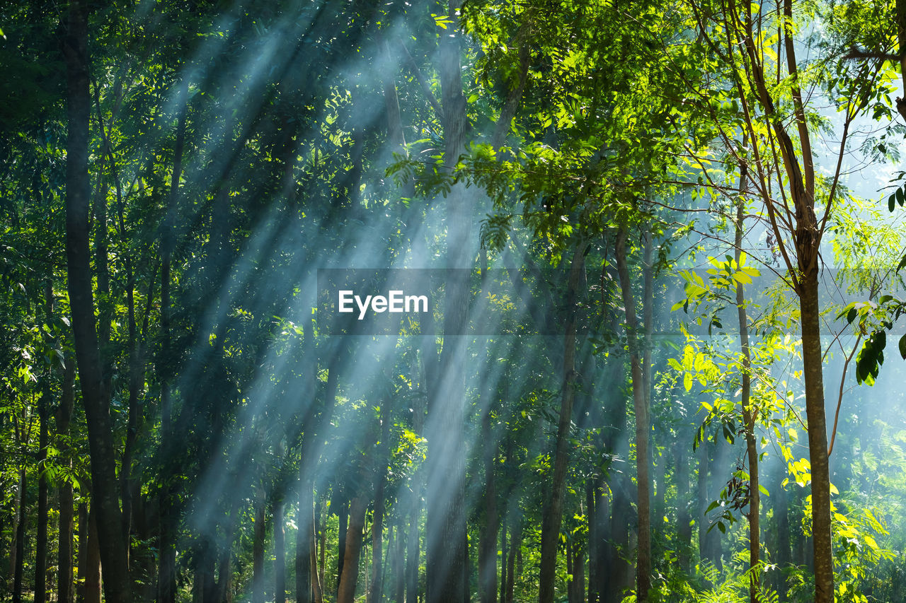 Sunlight streaming through trees in forest