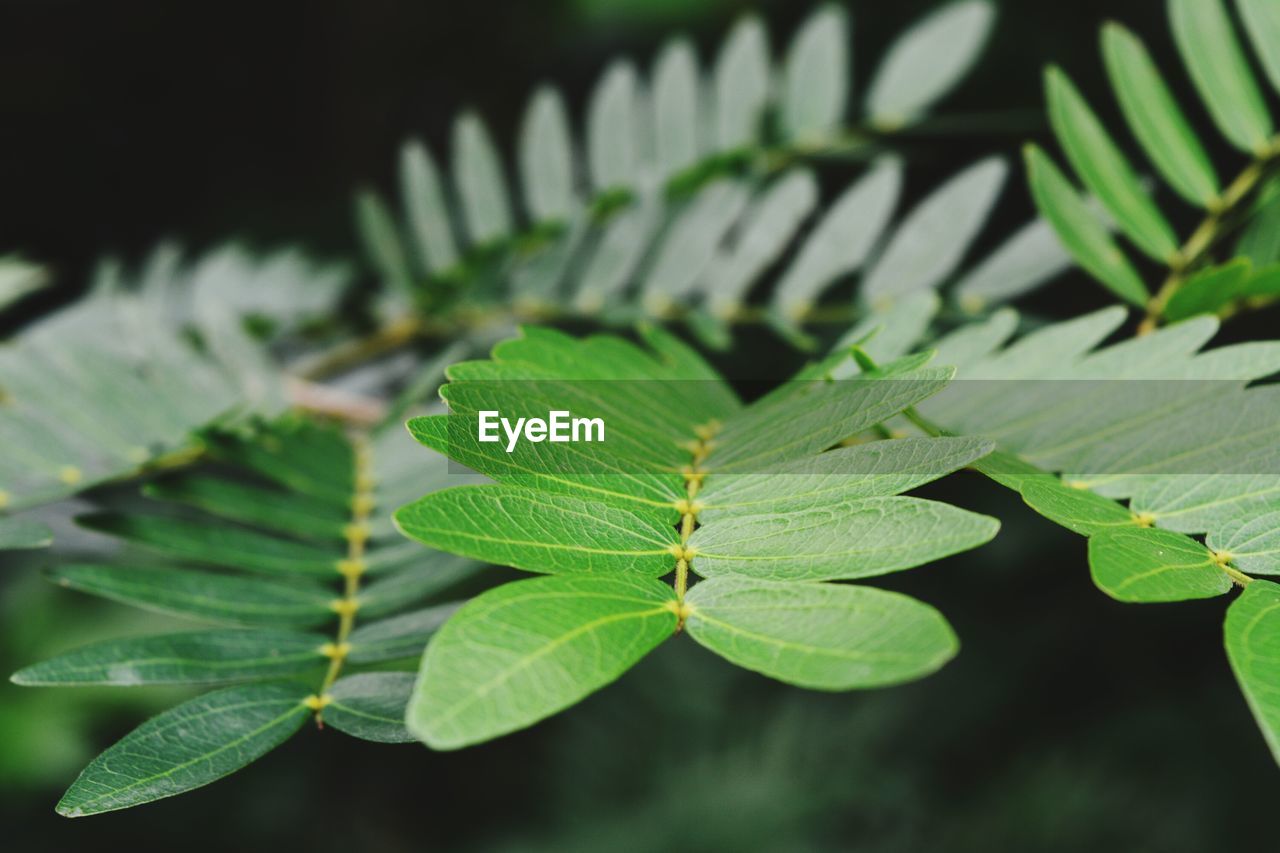 Close-up of green leaves