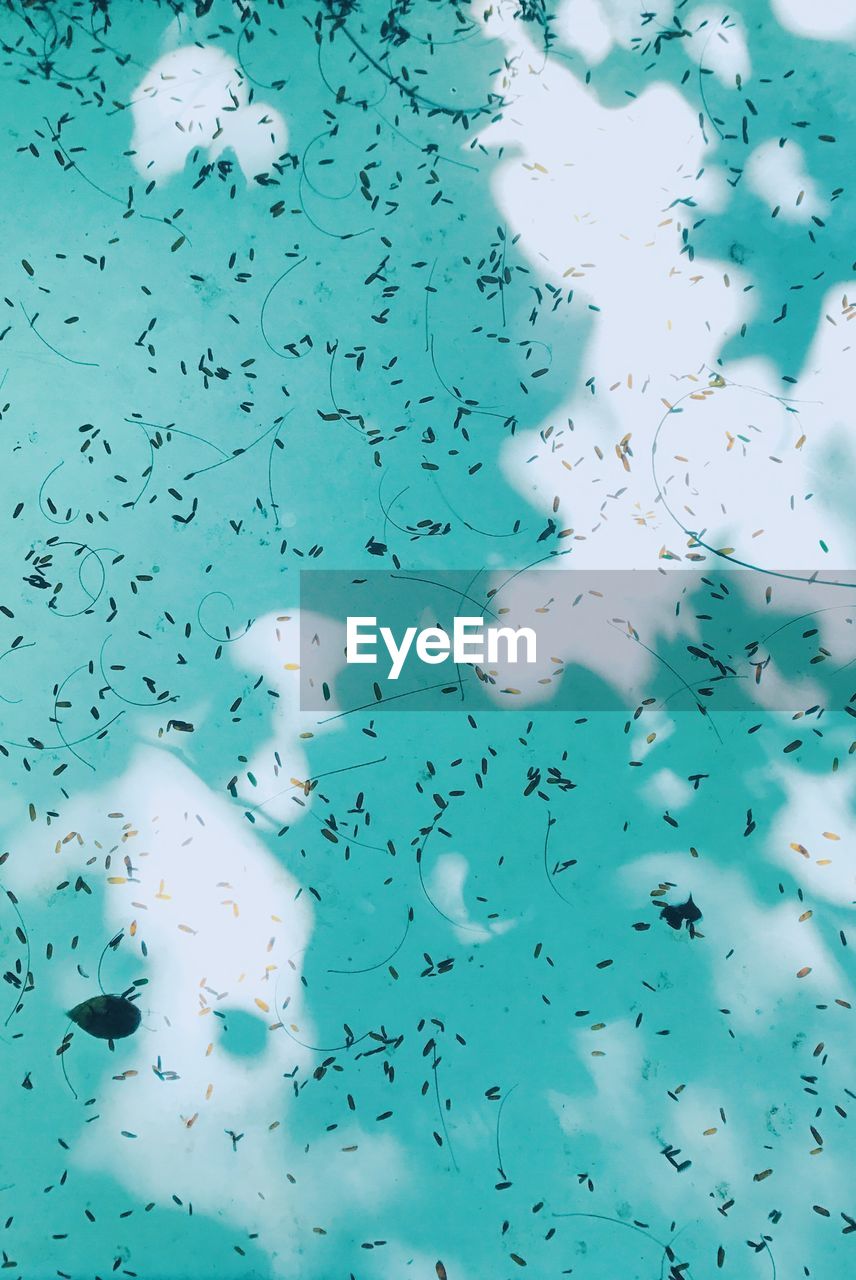 Leaf with the light and shadow