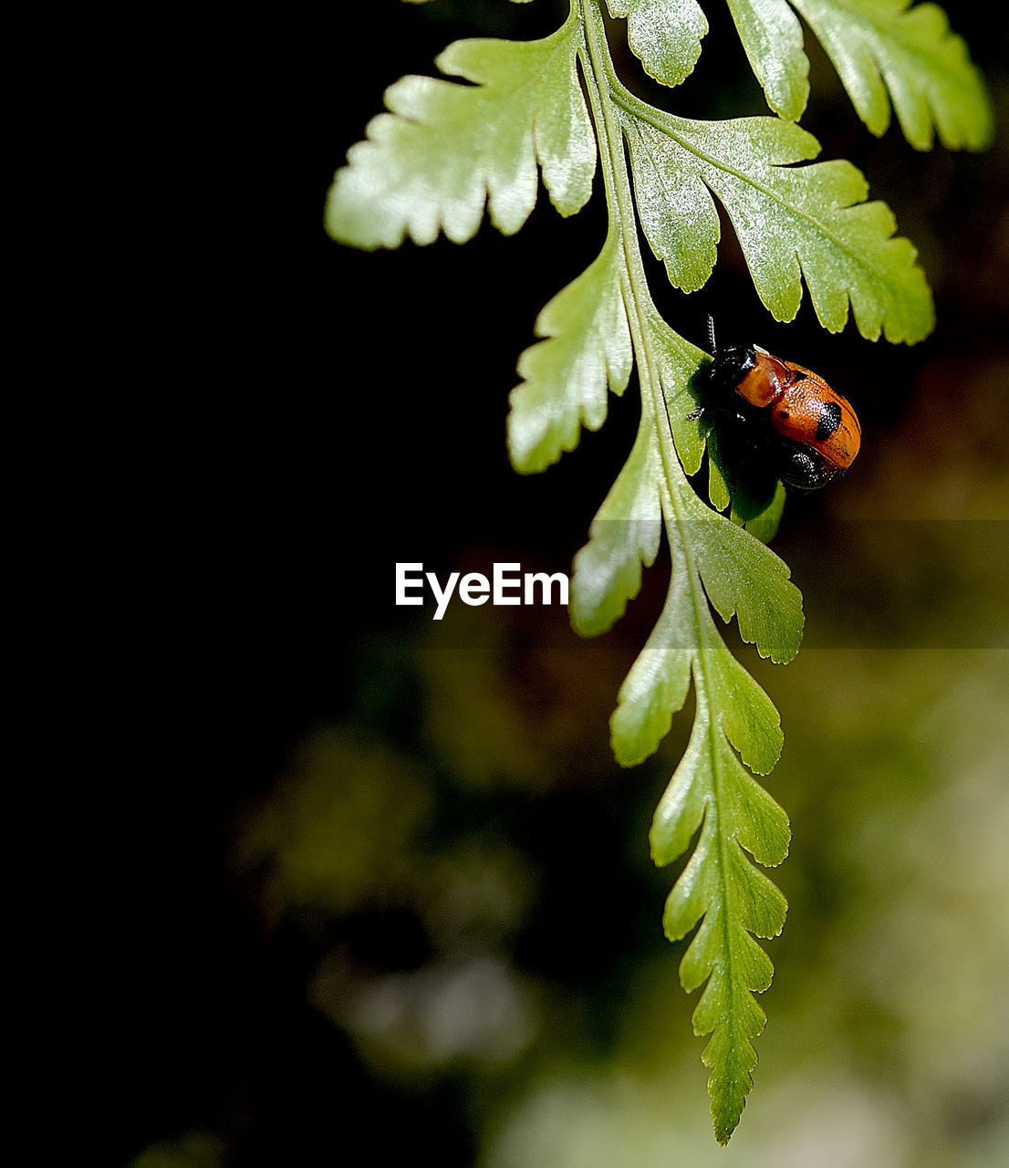 High angle view of beetle on leaf