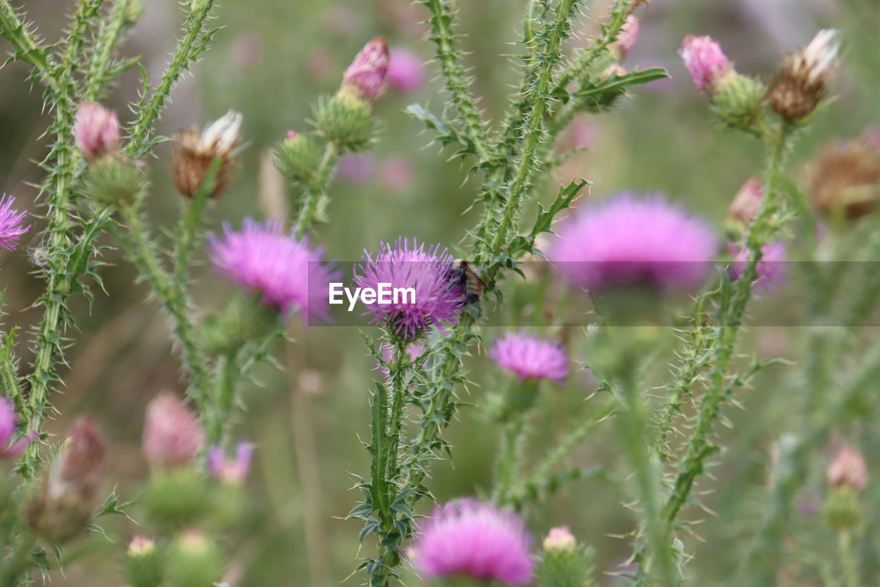 CLOSE-UP OF PINK FLOWERING PLANT