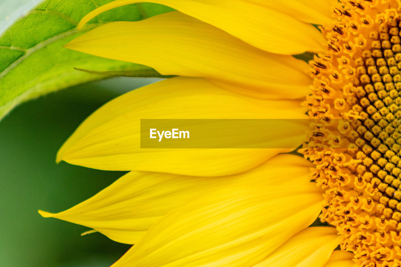 FULL FRAME SHOT OF YELLOW SUNFLOWER