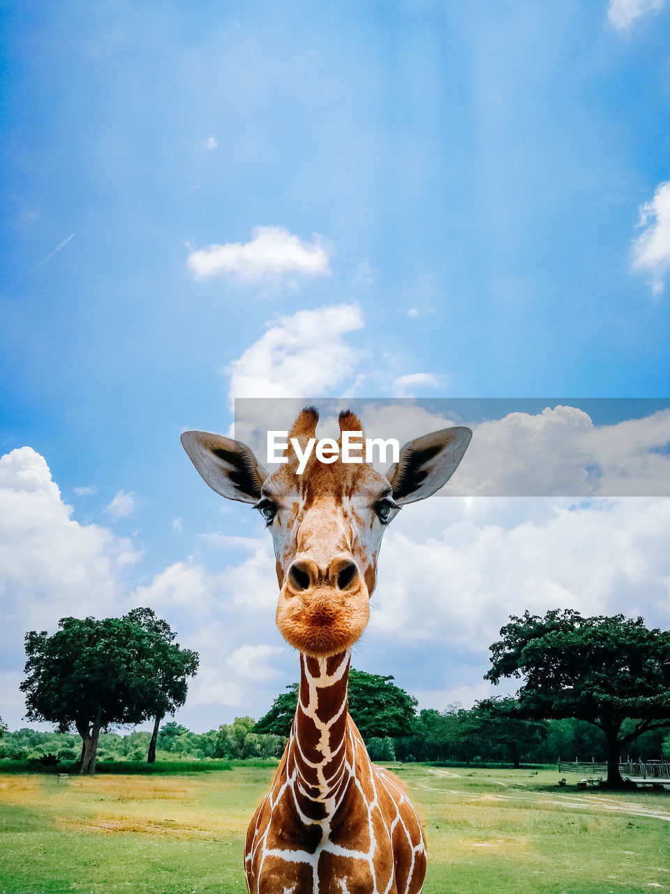 Portrait of giraffe on field against sky