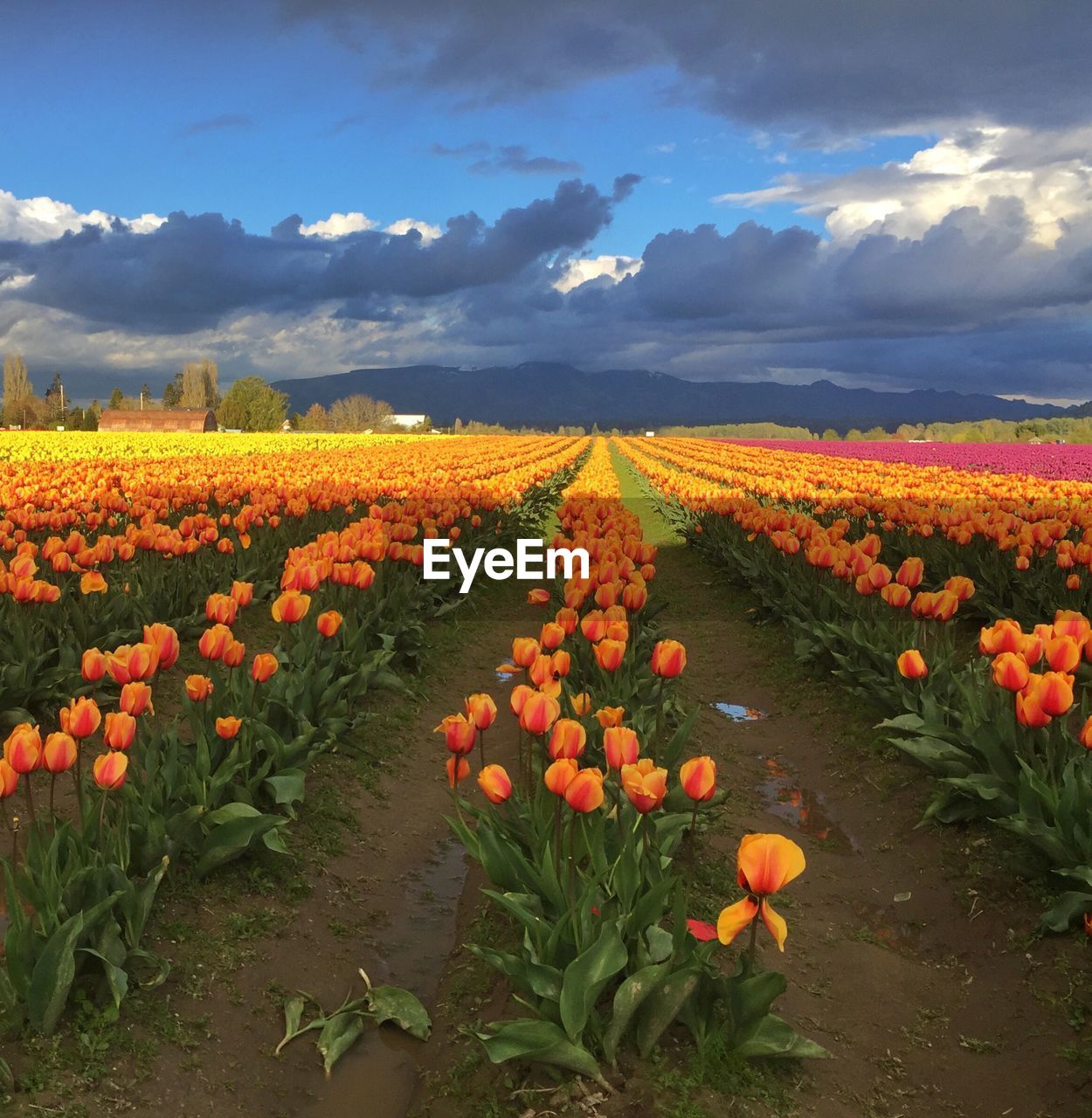 FLOWERS GROWING IN FIELD