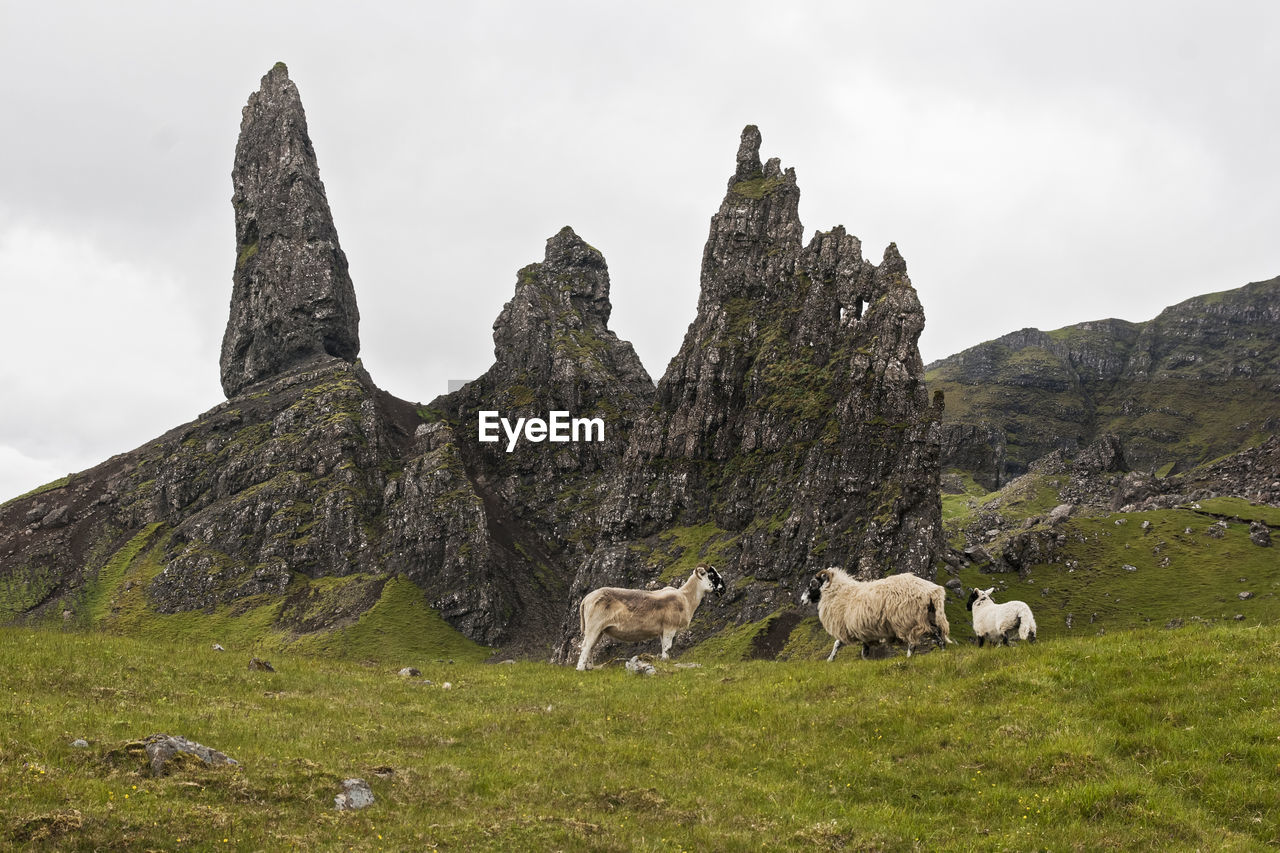 FLOCK OF SHEEP IN A FIELD