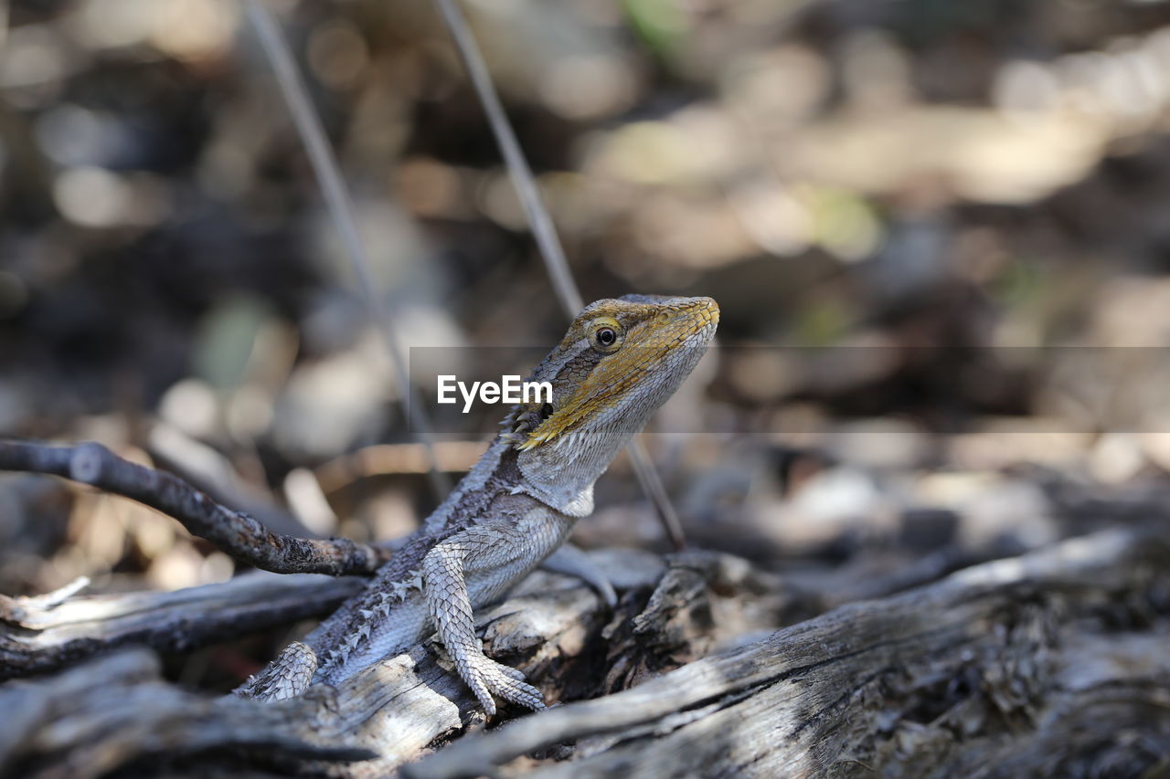 Close-up of lizard