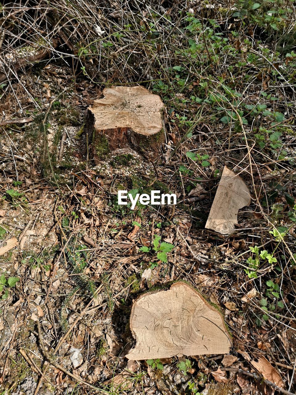 HIGH ANGLE VIEW OF LOGS IN FIELD