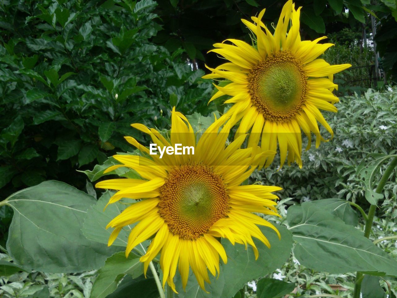 CLOSE-UP OF SUNFLOWERS