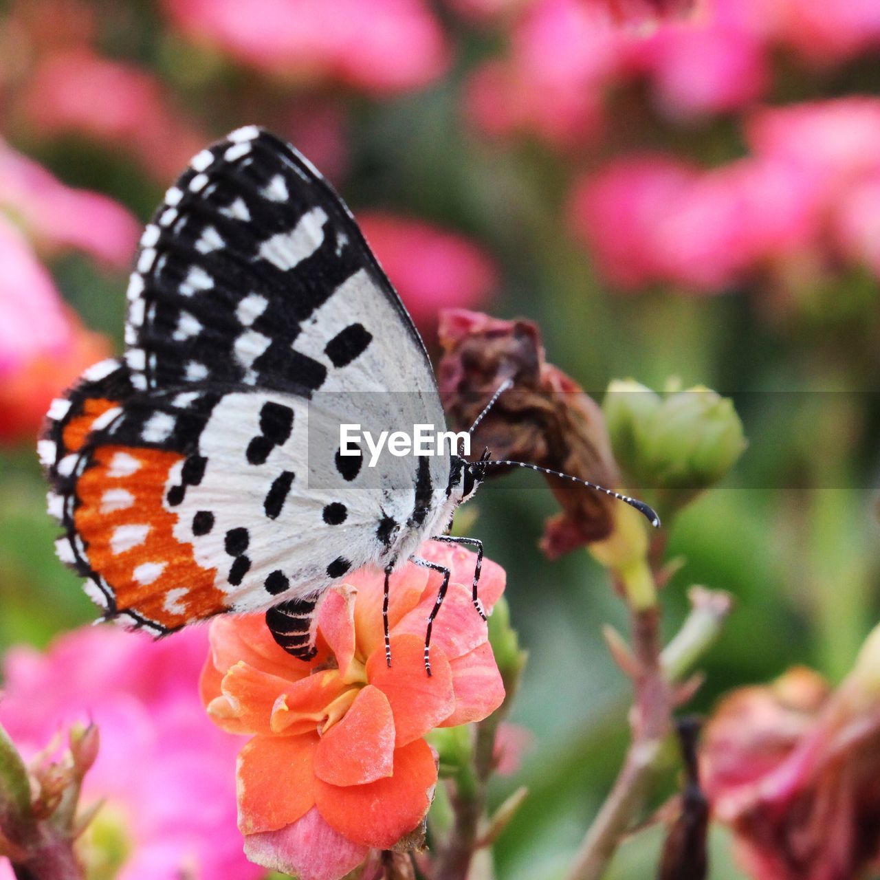 Close-up of butterfly on pink flower