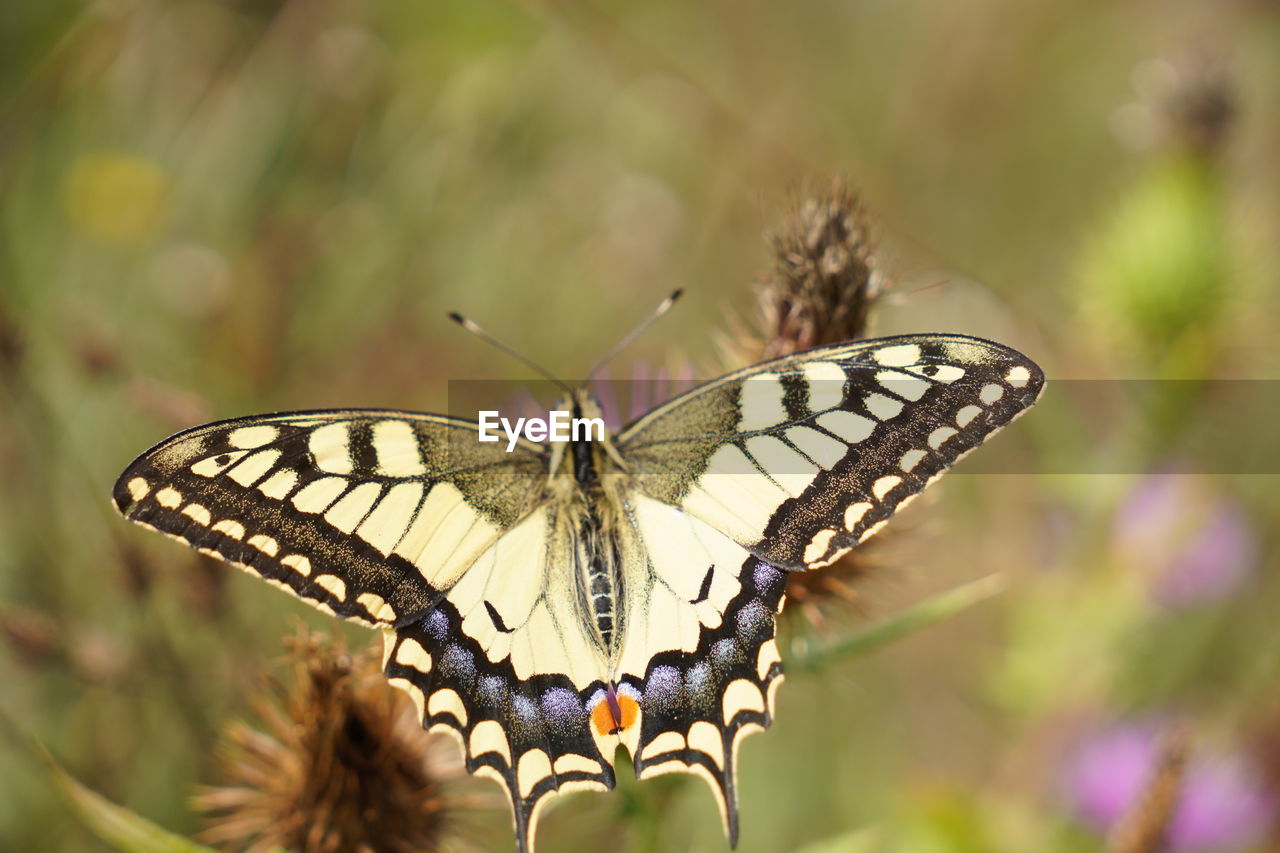 animal themes, animal wildlife, animal, insect, animal wing, butterfly, beauty in nature, moths and butterflies, wildlife, one animal, flower, animal body part, nature, plant, close-up, monarch butterfly, macro photography, focus on foreground, fragility, flowering plant, perching, macro, no people, feeding, summer, spread wings, outdoors, eating, animal behavior, freshness, wing, full length, environment, selective focus, food, side view, animal markings, day