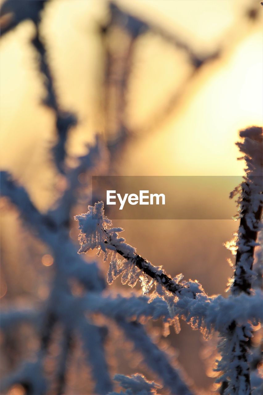 winter, tree, plant, nature, snow, branch, cold temperature, frost, sunlight, no people, beauty in nature, leaf, sunset, coniferous tree, freezing, frozen, pine tree, pinaceae, land, outdoors, ice, focus on foreground, tranquility, environment, forest, selective focus, sky, autumn, close-up, flower, twig, reflection, scenics - nature, landscape, day