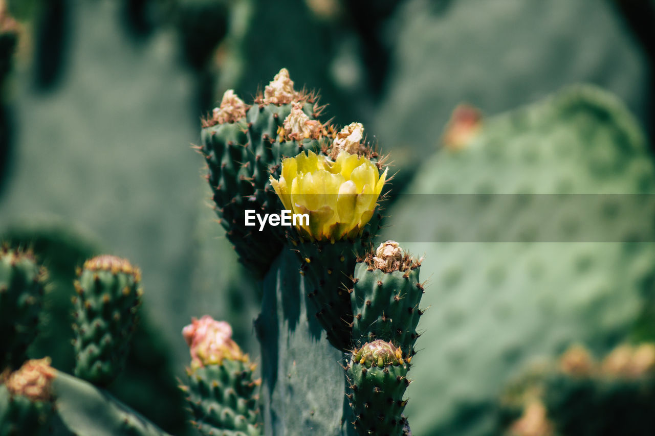 CLOSE-UP OF YELLOW CACTUS FLOWER BUD