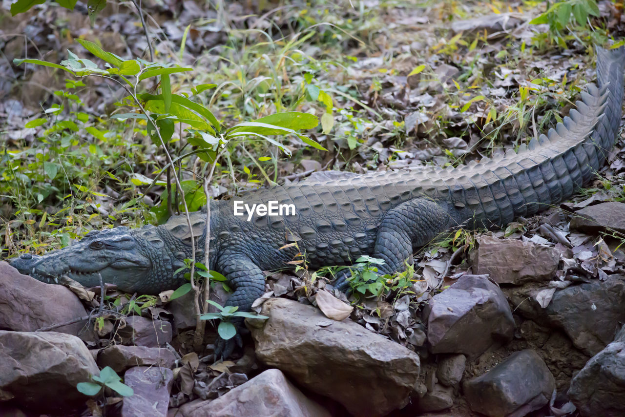 VIEW OF A LIZARD ON ROCKS