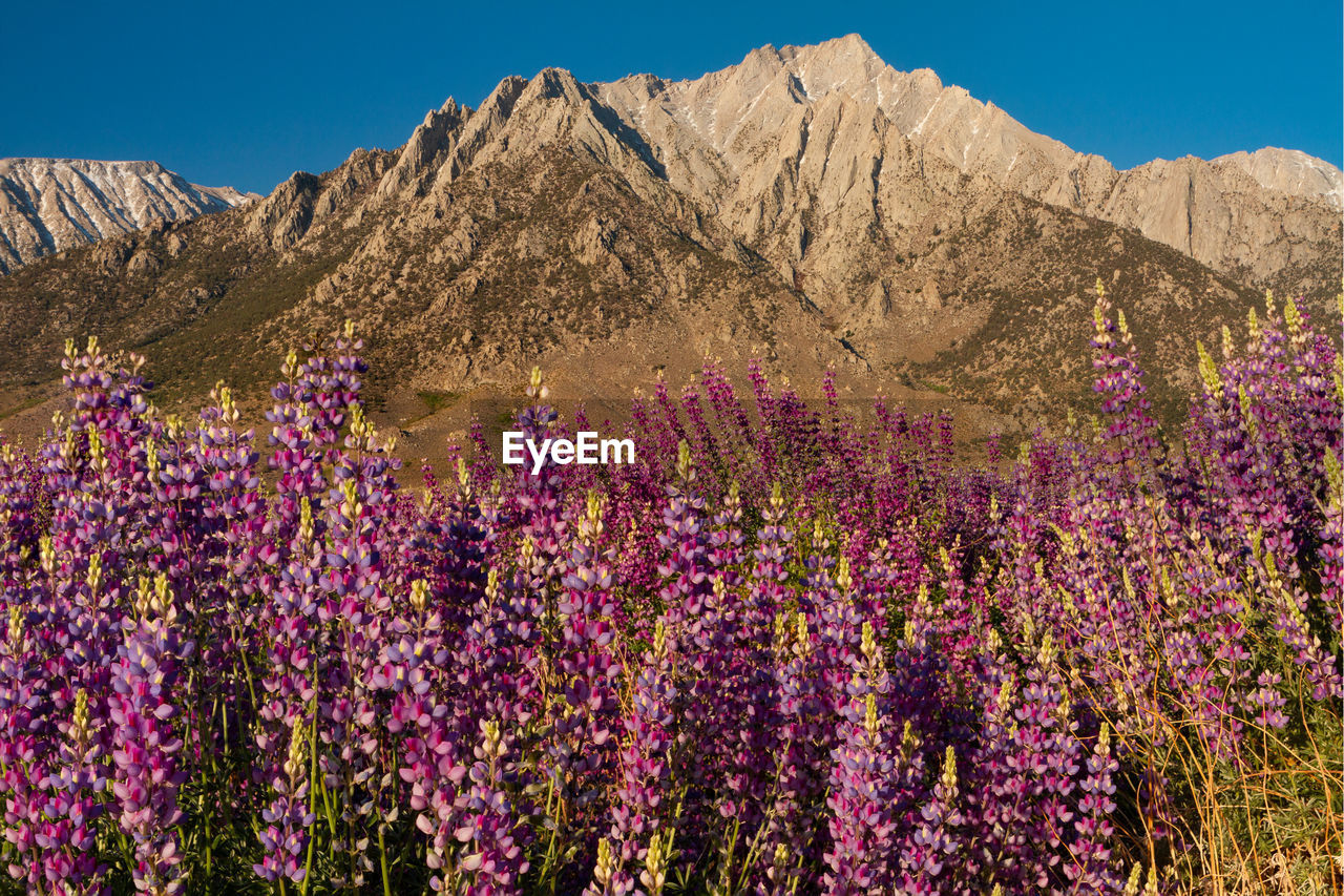 Wild lupine in front of the sierra nevada mountains