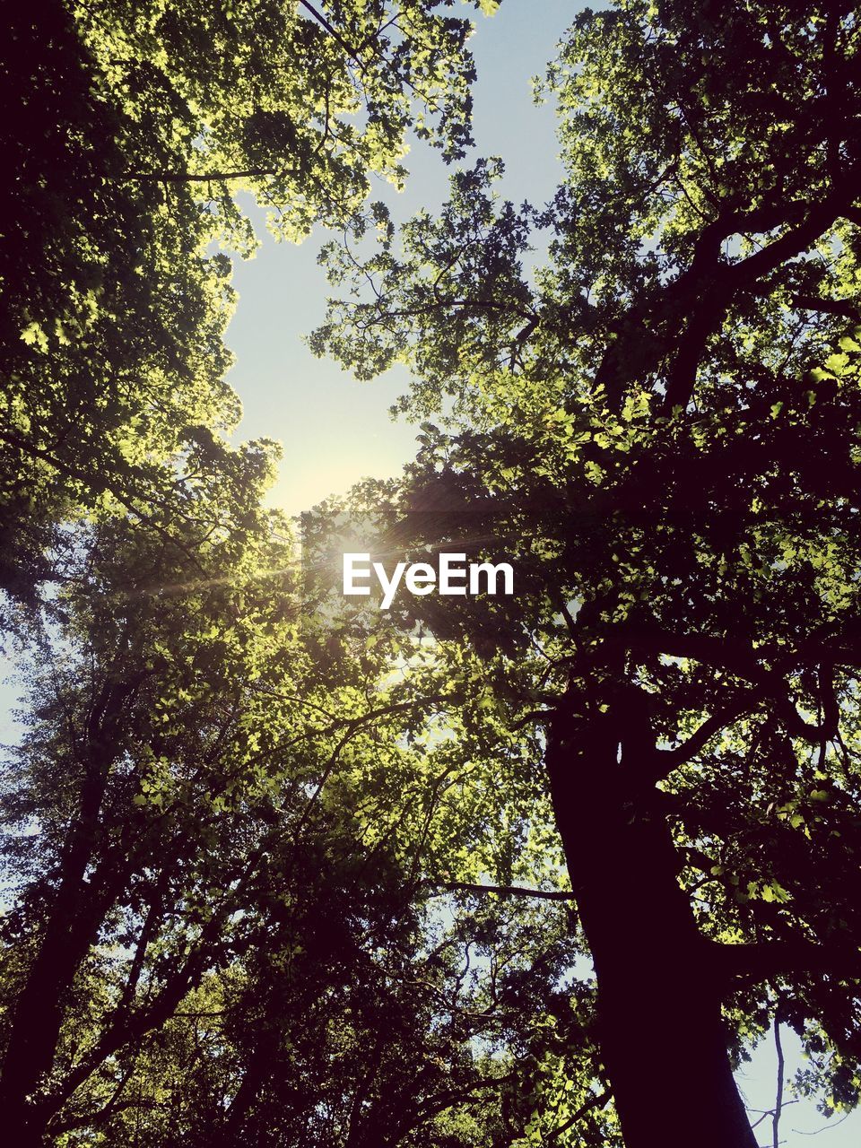 LOW ANGLE VIEW OF TREES AGAINST SKY