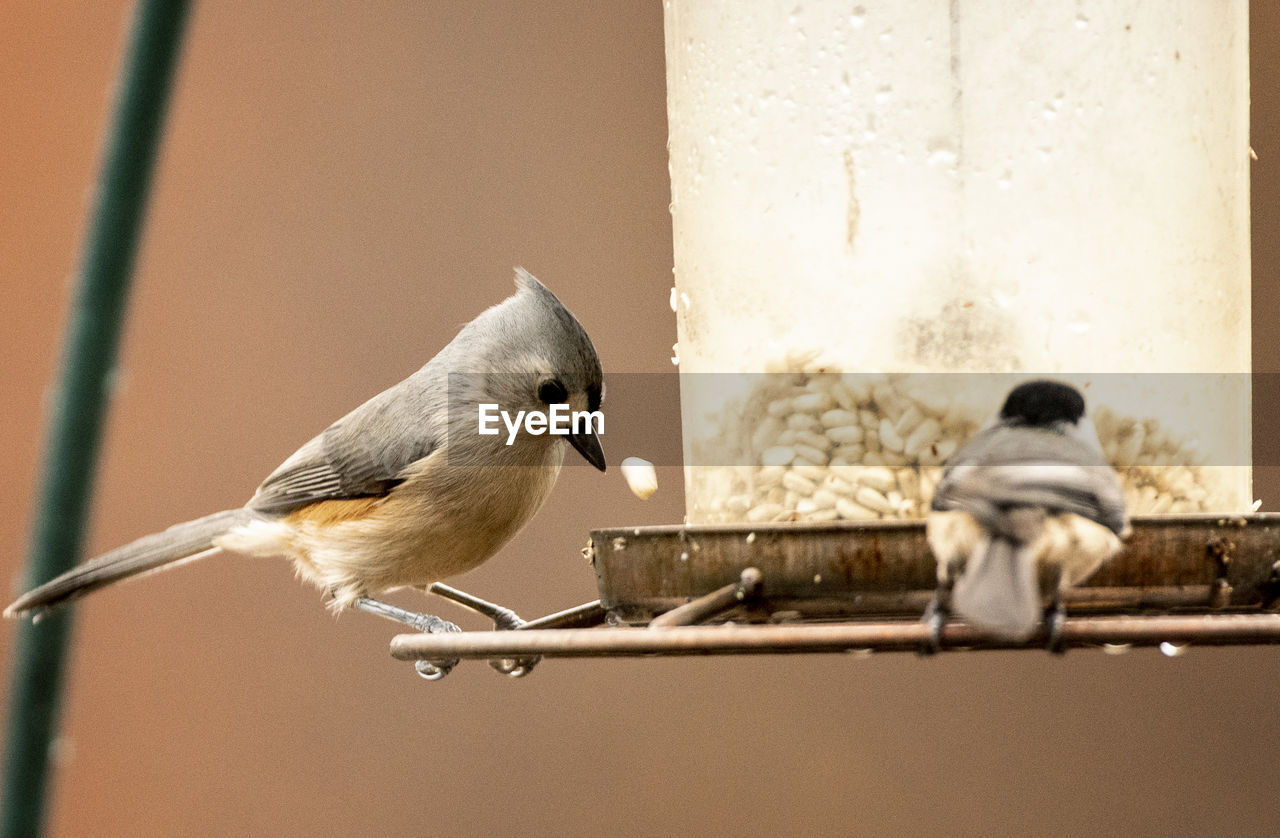 Close-up of birds perching on feeder