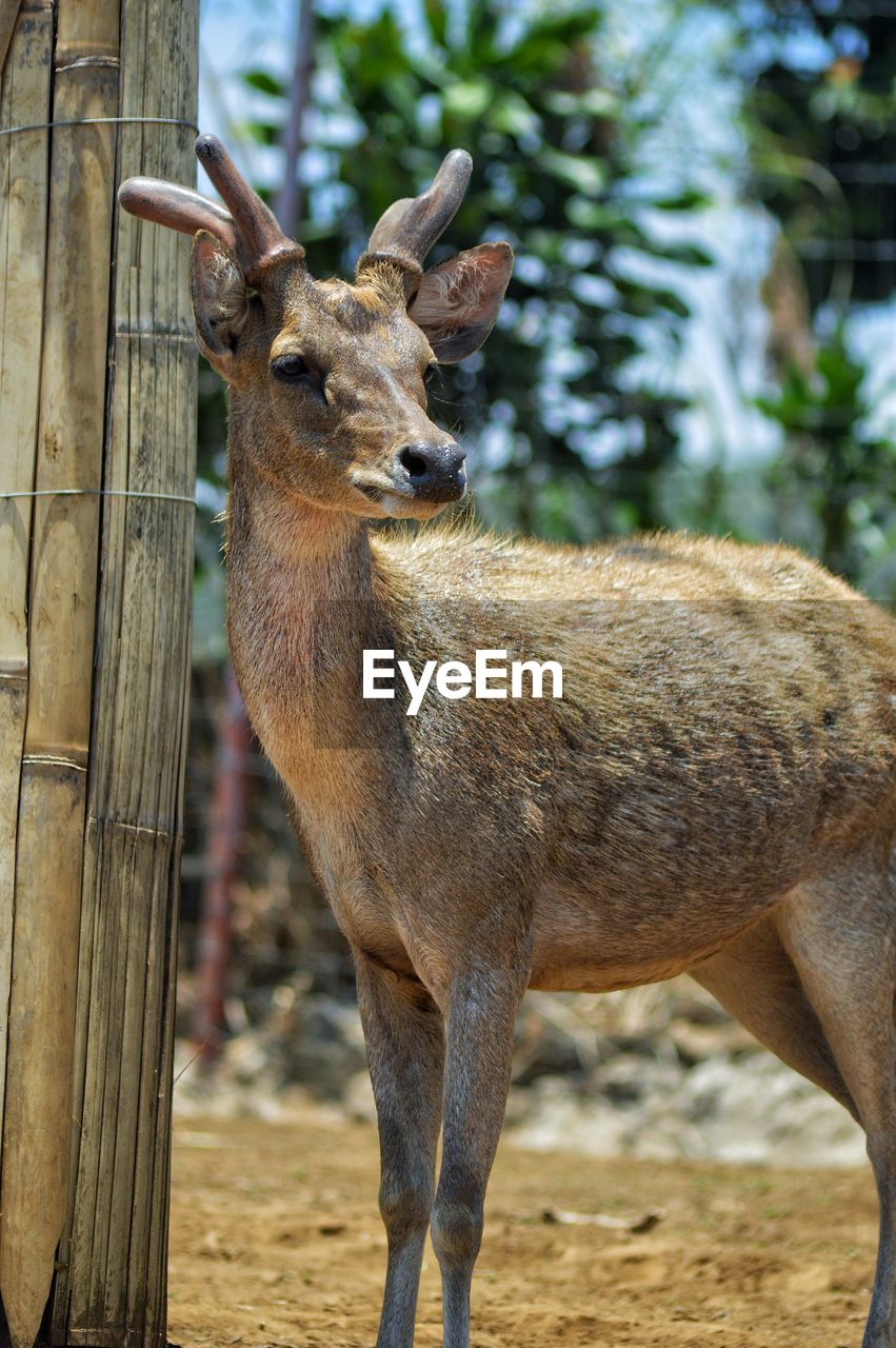 animal themes, animal, mammal, animal wildlife, one animal, wildlife, deer, standing, no people, nature, day, tree, focus on foreground, zoo, outdoors, brown, domestic animals, portrait, land, plant, full length, side view, herbivorous