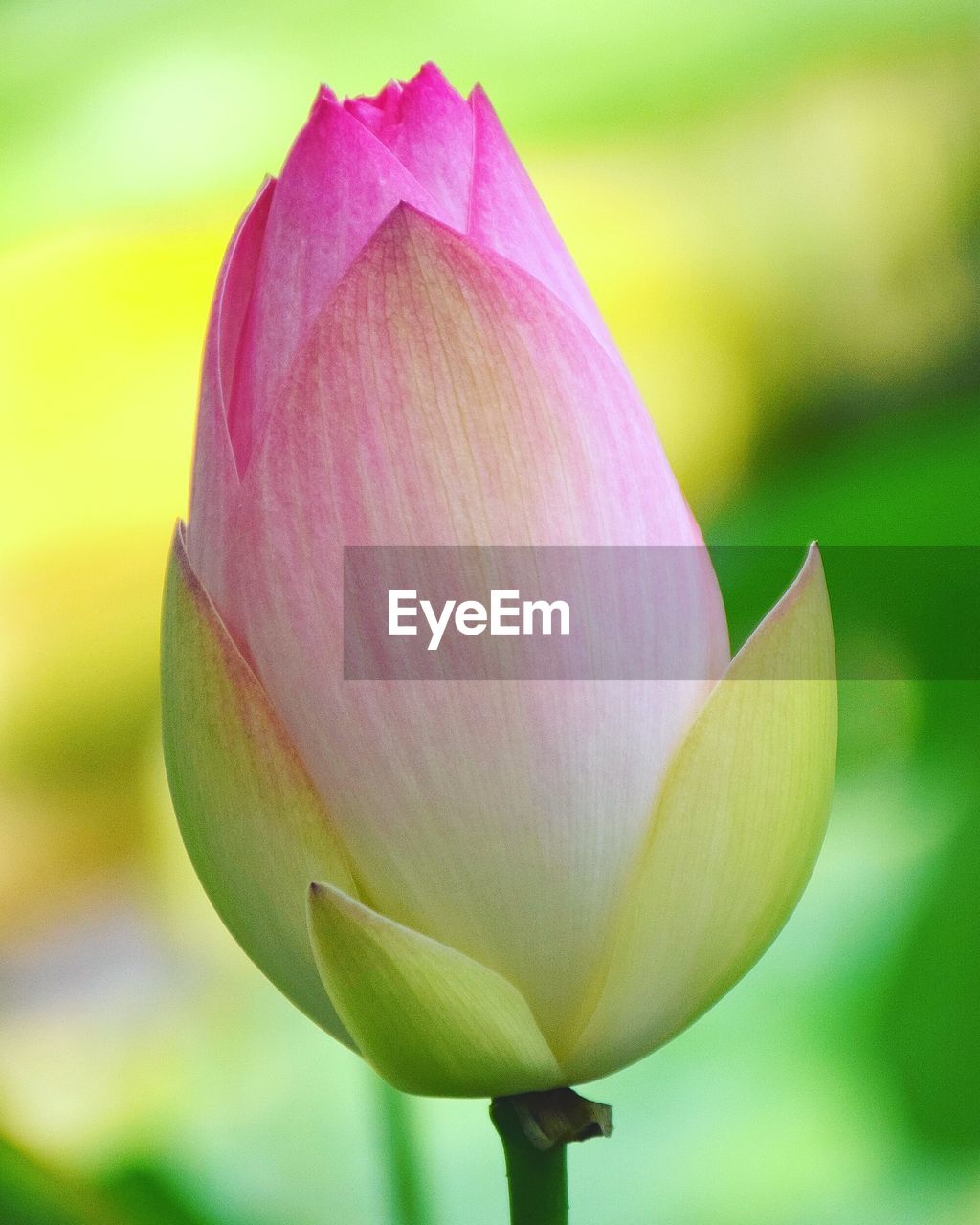 Close-up of pink water lily